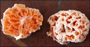 Spongiforma squarepantsii